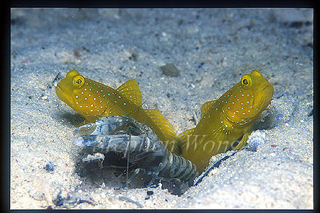 Goby, Yellowshrimp Gobies 01 & Shrimp, partnership
