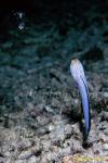 Jawfish, Blue Jawfish 11, undescribed, catching food, tunicates 080203