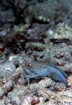 Jawfish, Blue Jawfish 12, undescribed, eating tunicates 080203