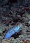 Jawfish, Blue Jawfish 13, undescribed, spitting sand 080203