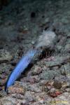Jawfish, Blue Jawfish 14, undescribed, spitting sand 080203