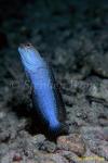 Jawfish, Blue Jawfish 15, undescribed, mating dance 080203