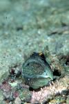Jawfish, Gold Spec Jawfish 04, hatching out babies 080203
