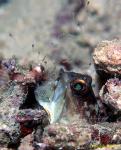 Jawfish, Gold Spec Jawfish 08, hatching out babies 080203