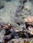 Jawfish, Gold Spec Jawfish 09, hatching out babies 080203