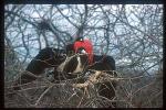 Magnificient Frigate Bird, Fregata magnificens 01, mating courtship
