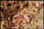 Mating 03, Swimmer Crabs, 1cm small, belly to belly