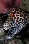 Moray Eel, 18 Honey Comb, cleaning by shrimp 051703