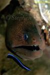 Moray Eel, 19 Giant, cleaning by Cleaner Wrasse 01 080103