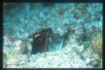 Mouth Brooding 01, Gold Spec Jawfish with eggs in mouth