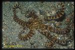 Octopus, Wunderpus 01, mimicking sand anemone