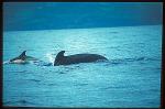 Shortifn Pilot Whale & Common Dolphin 01 travelling together