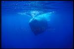 Sperm Whales 105 sucking in air before diving, creating  vortex