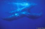 Sperm Whales 138 socializing, Azores 110803