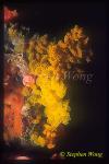 Wentletrap, Epitonium billeeanum, eggs; Parasitic Snail, babies&adults eat Cup Coral