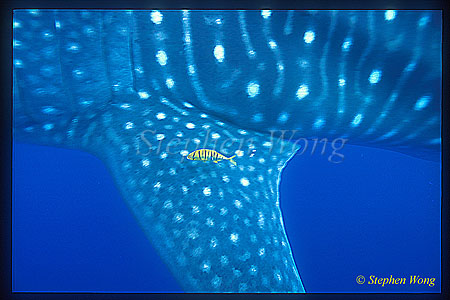 Whale Shark 05 with baby Golden Trevally, fish getting current drag from shark