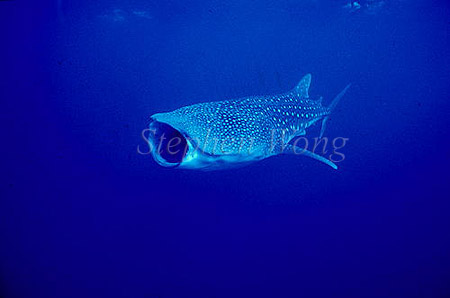 Whale Shark 23 open mouth filtering plankton & small fish