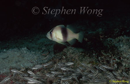 Yellow Emperor Soapfish Diploprion bifasciatum & Catfish hunting party 080803