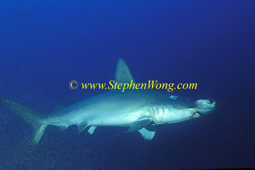 Hammerhead Shark, Scalloped 140 hook & fishing line in mouth 060608