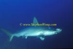 Hammerhead Shark, Scalloped 140 hook & fishing line in mouth 060608