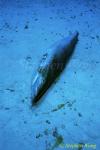 Silvertip Sharks 14, finned, 051304