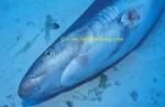 Silvertip Sharks 20 finned 0705