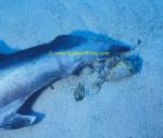 Silvertip Sharks 19 finned, Hermit Crabs feeding 0705