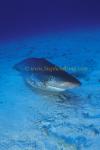 Silvertip Sharks 17 finned 0705