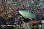 Wrasse 03tc Parrotfish, female 5783 copy