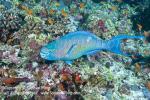 Wrasse 04tc Parrotfish, male 5791 copy