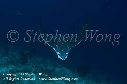 Spotted Eagle Ray 03tc 5559