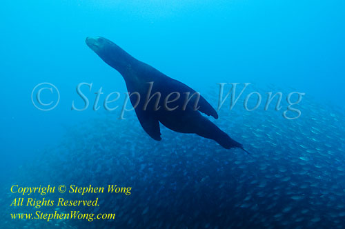 Sea Lion 01t & Bigeye Scad 1719 Stephen WONG