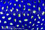 Coral 15t fluorescence 8500 Stephen WONG_01