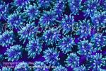 Coral 46t fluorescence 9251 Stephen WONG_01