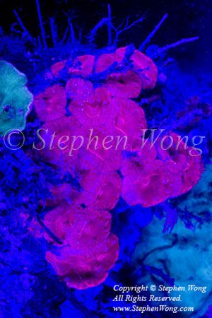 Coral 09t fluorescence 8362 Stephen WONG_01