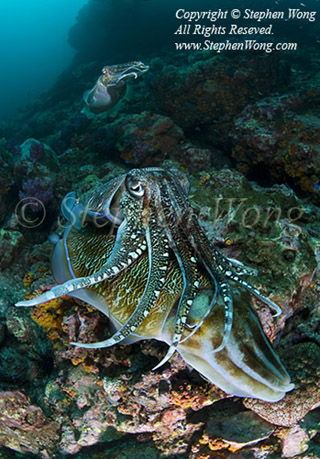 Cuttlefish 02tc Pharaoh mating 2582 Stephen WONG