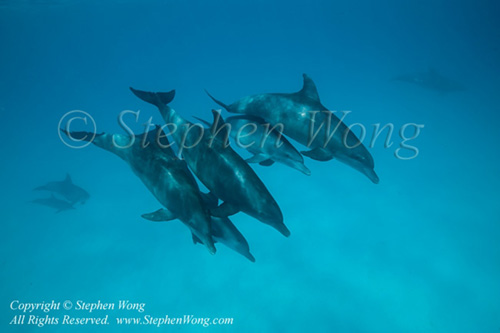 Bottlenose Dolphin 02t Spotted 7813 Stephen WONG_01