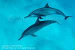 Spinner Dolphin 02t 7238 Stephen WONG_01