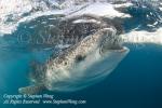 Whale Shark 09t 2129 Stephen WONG_01