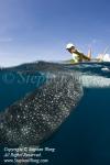 Whale Shark 27t & feeder 0861 Stephen WONG_01
