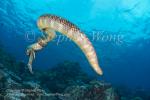 Sea Snake 03tc mating mof 6179 Stephen WONG