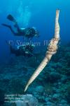 Sea Snake 05tc mating, Diego & Takako 6181