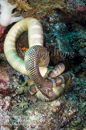 Sea Snake 06tc mating OF 6176