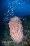 Sponge 10t spawning 6312