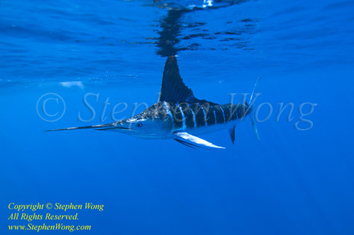 Striped Marlin 29tc 0602 Stephen WONG