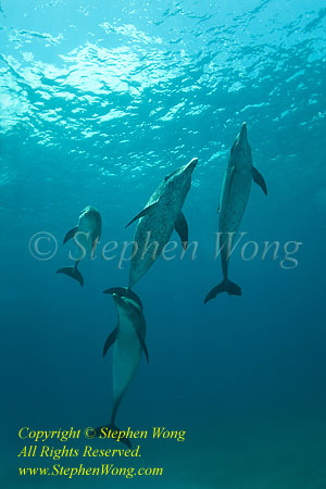 Dolphin 66tc Atlantic Spotted 0855 Stephen WONG