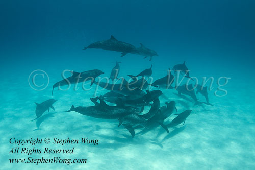 Dolphin 146tc Atlantic Spotted 1485 Stephen WONG