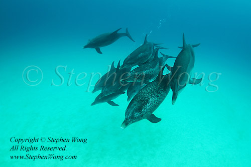 Dolphin 315tc3 Atlantic Spotted 2173 Stephen WONG