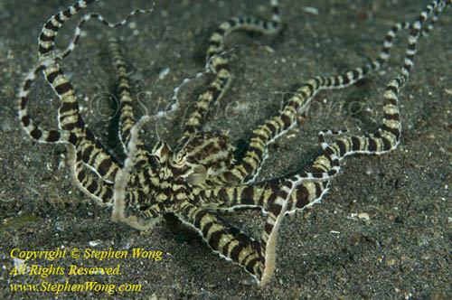 Octopus 04ta Mimic 1123 mimicking a sand anemone, Stephen WONG