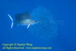 Atlantic Sailfish 018tc corral Baitball mof 0355